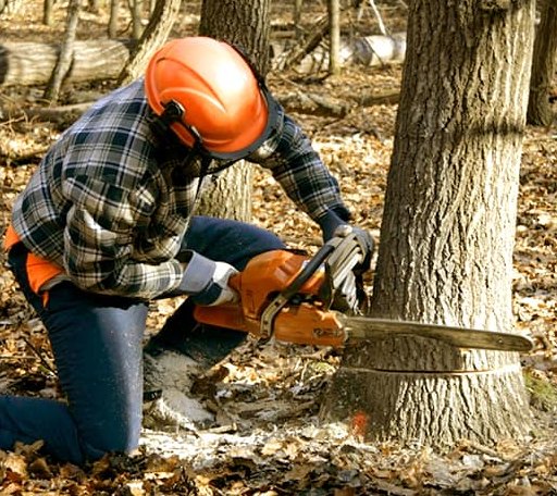 Tree Removal in Collins, MS